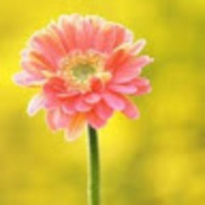 Meet your Posher, Nya